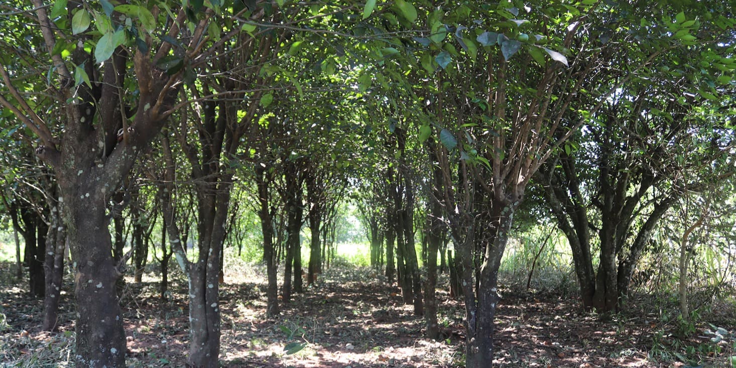 Producción de petitgrain en sistemas agroforestales