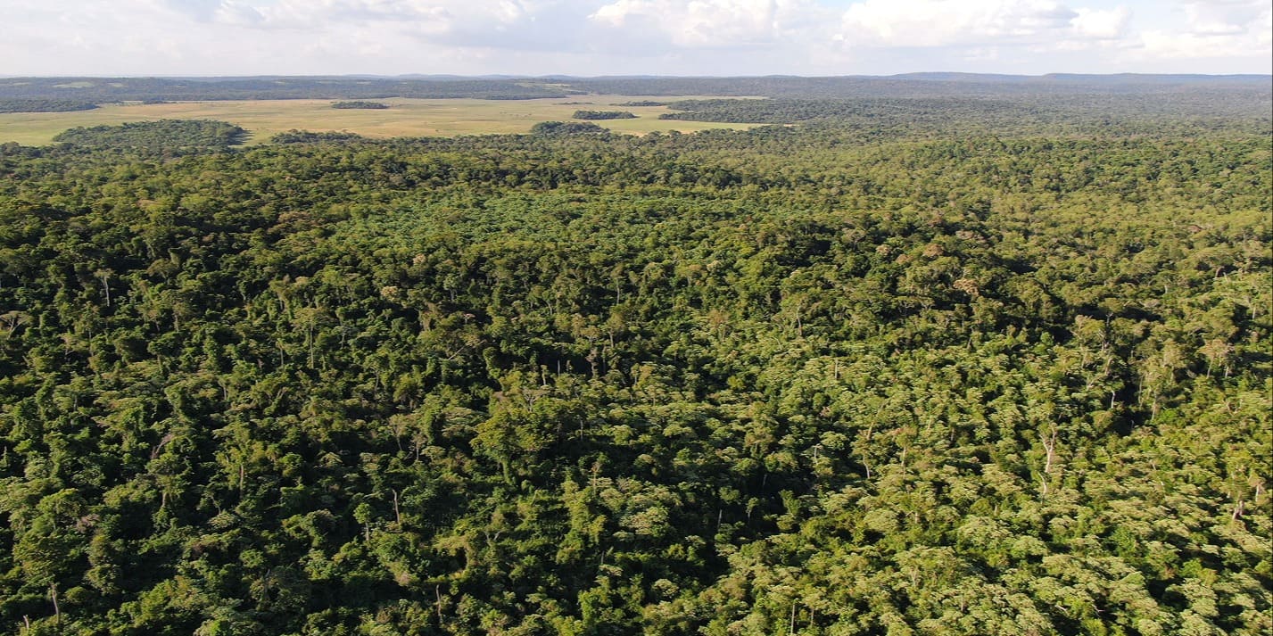 Protegiendo y Restaurando el Bosque Atlántico