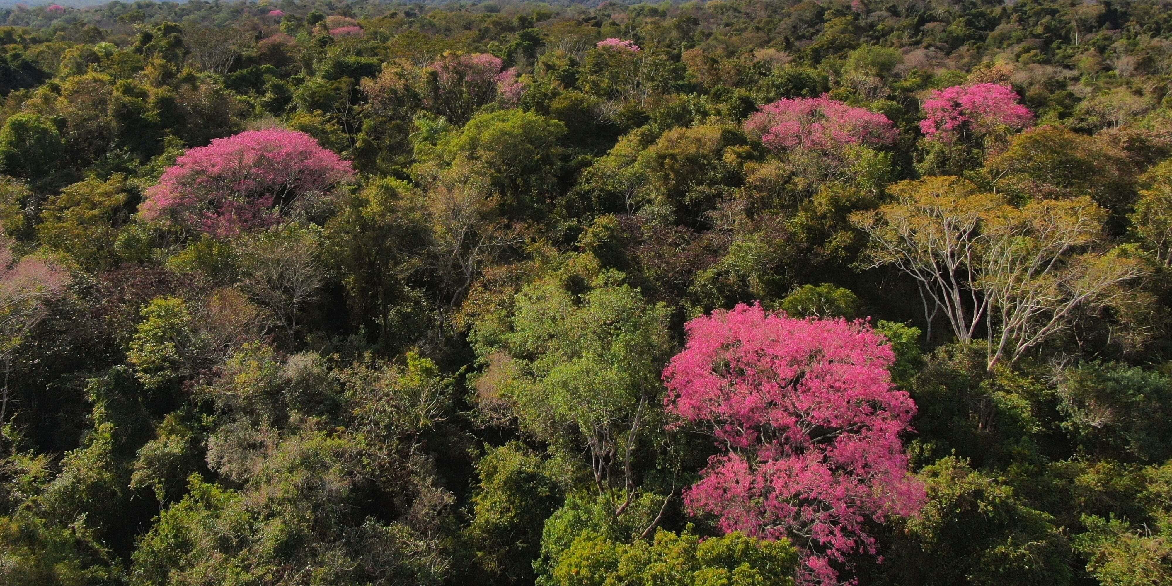 Complejo de Reservas Guyra Retã