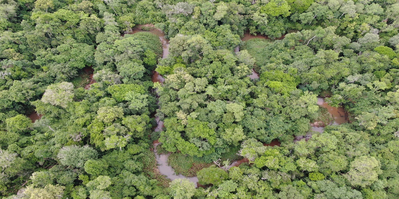 Forest4Life Paraguay