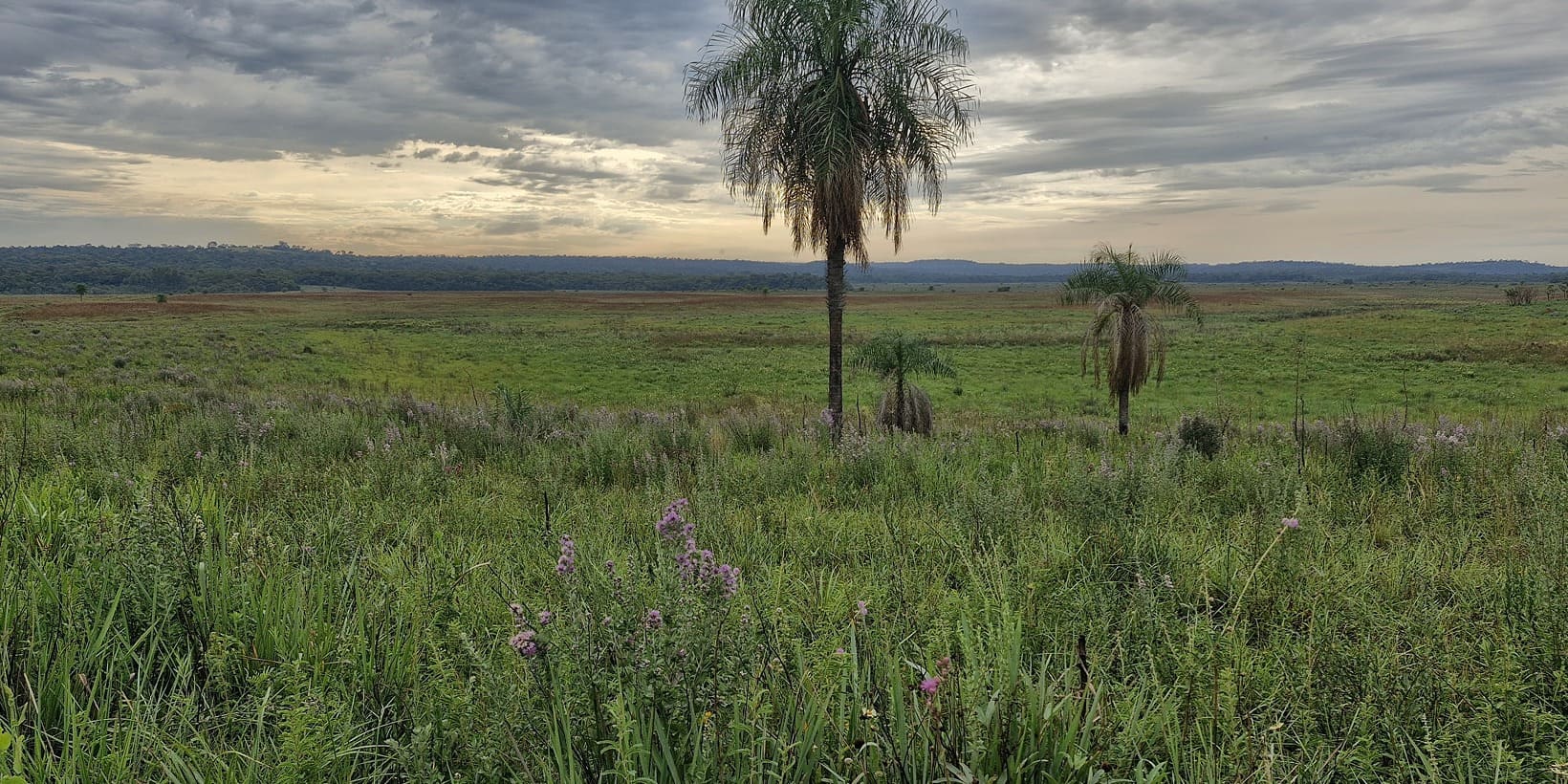 Alianza del Pastizal