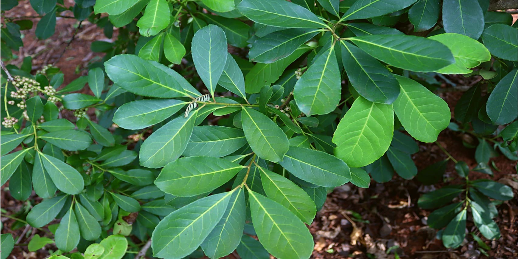 Producción de yerba mate orgánica bajo sombra