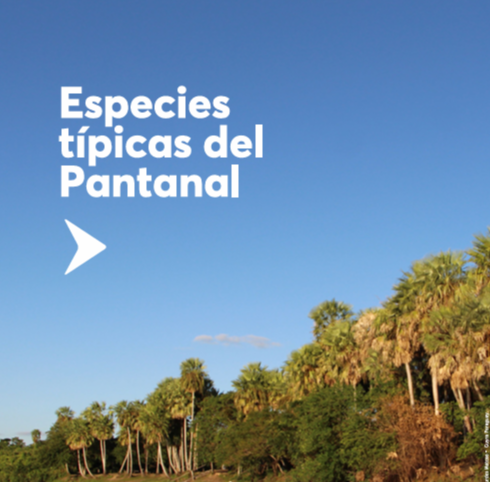 Especies típicas del Pantanal