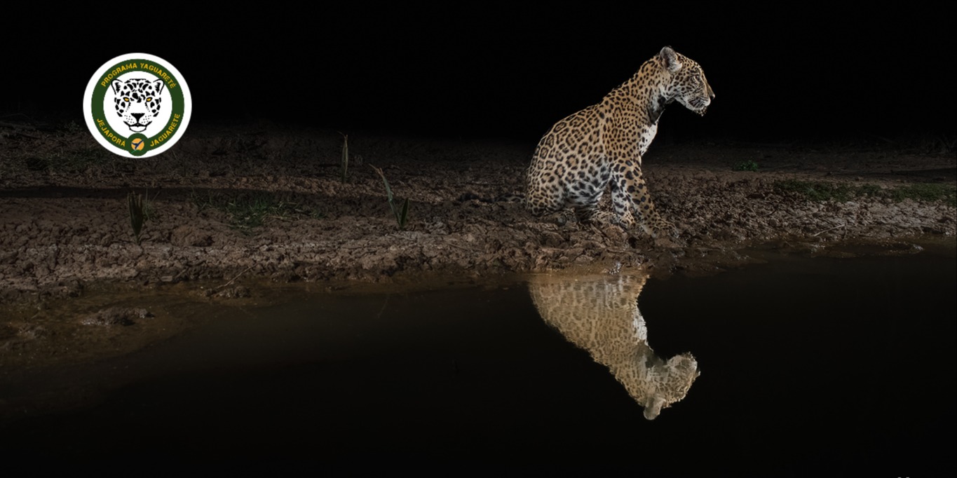 Biblioteca del Jaguarete