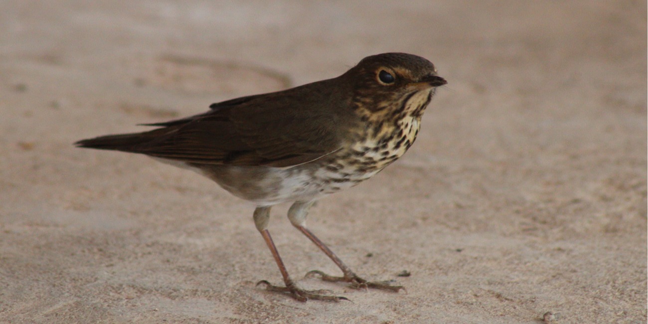 Registramos una nueva especie de ave para el Paraguay