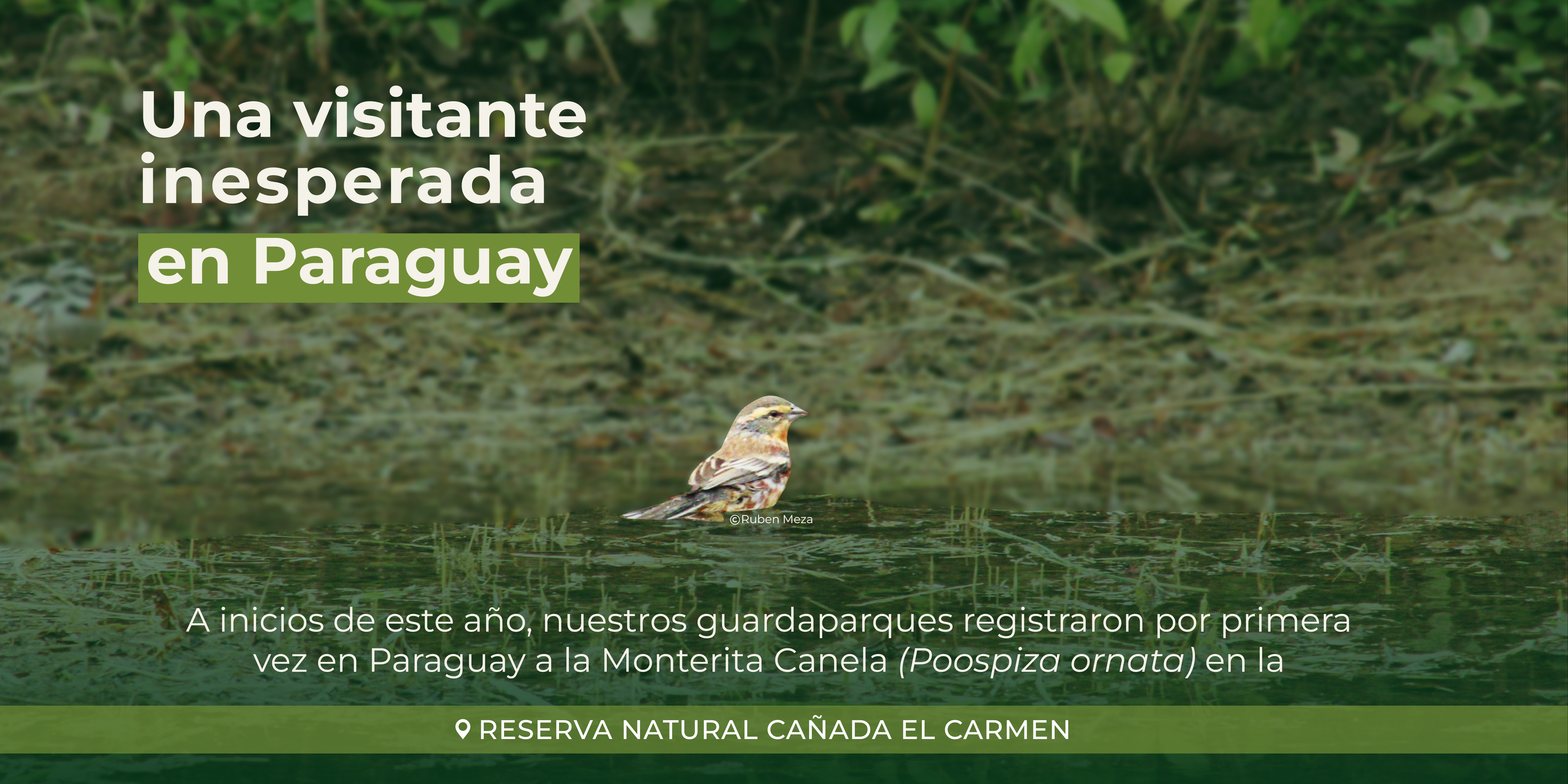 La Monterita Canela (Poospiza ornata): primer registro para Paraguay
