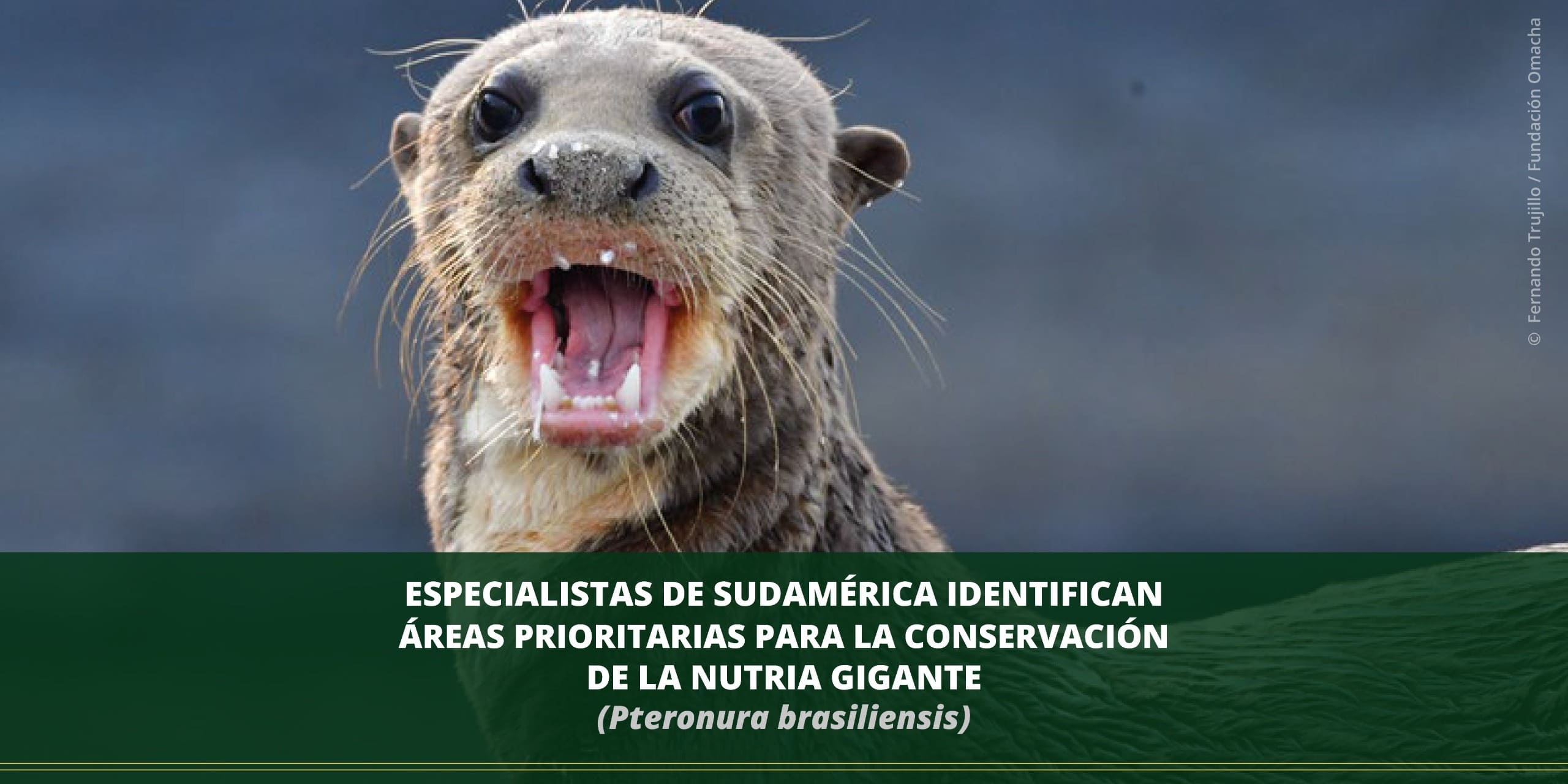 Especialistas de Sudamérica identifican áreas prioritarias para la conservación de la nutria gigante
