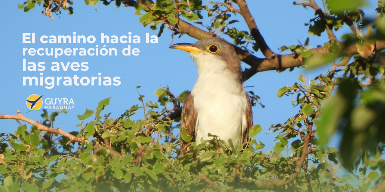 Guyra Paraguay aporta a la identificación de necesidades de conservación global: el camino hacia la recuperación de aves migratorias