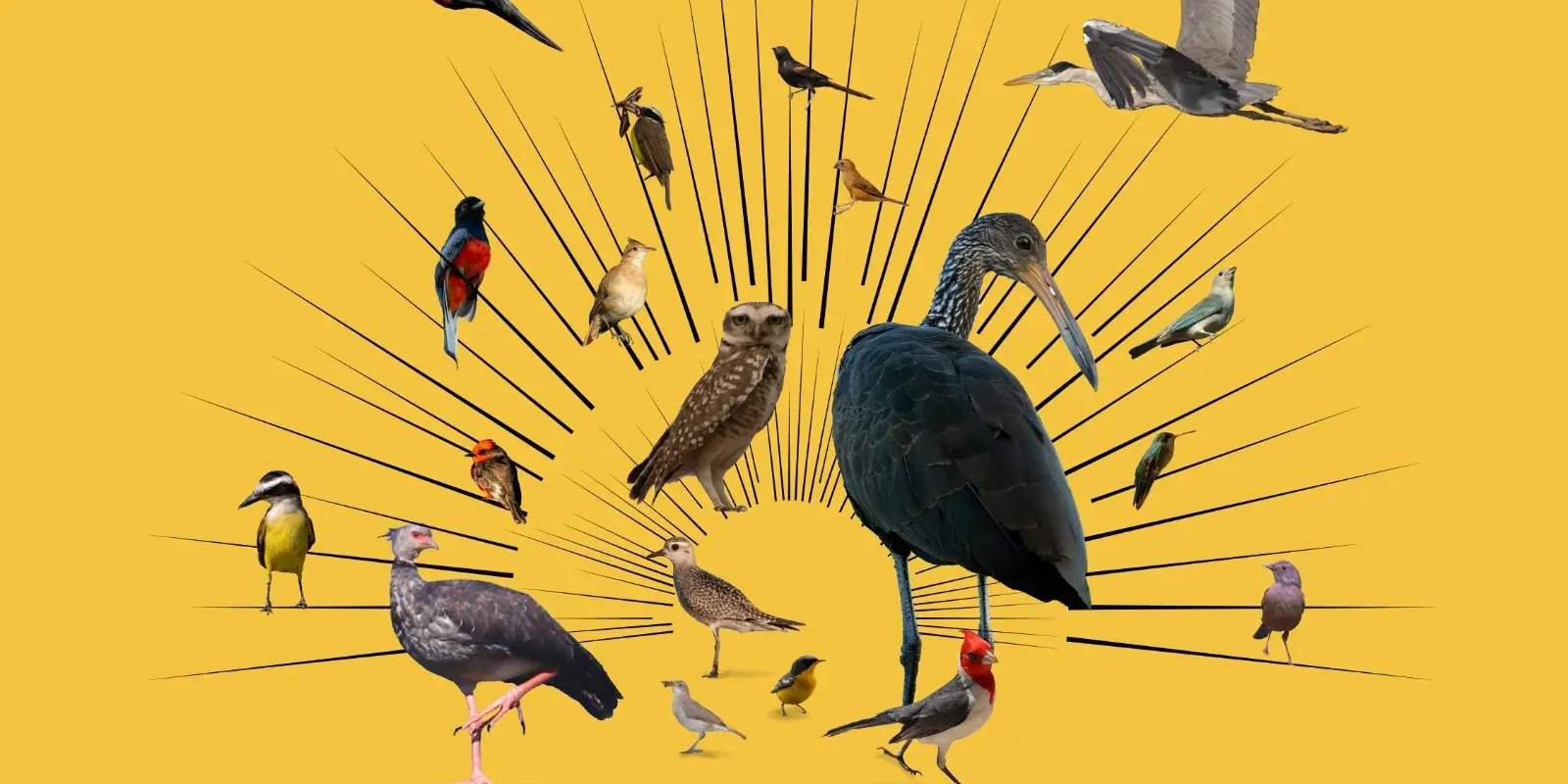 ¡”Birds of the World” llegó a Paraguay y con acceso gratuito!