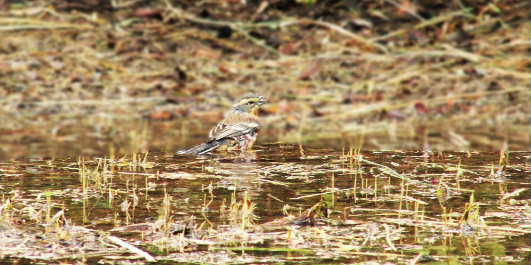 ¡Registramos a la monterita canela por primera vez en Paraguay!