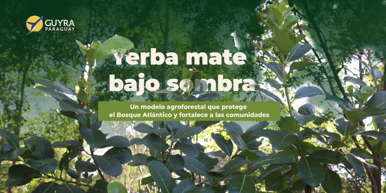 Yerba Mate bajo sombra: Un modelo agroforestal que protege el Bosque Atlántico y une comunidades